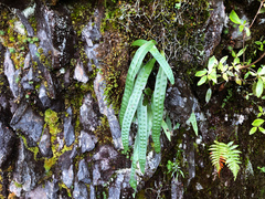 Lepisorus morrisonensis