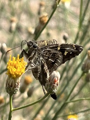 Thorybes dorantes calafia