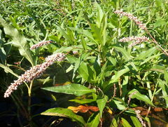Persicaria hydropiperoides