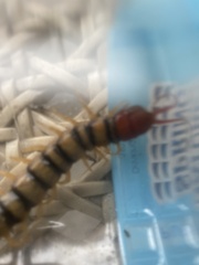 Scolopendra morsitans