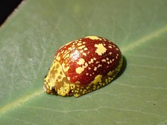 Paropsis maculata