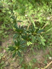 Rhododendron kanehirai
