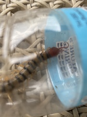 Scolopendra morsitans