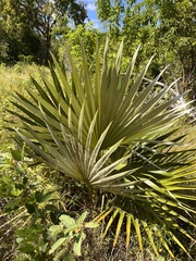 Coccothrinax proctorii