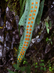 Lepisorus morrisonensis