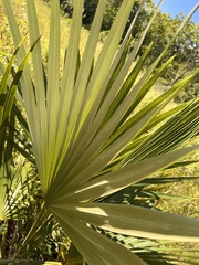 Coccothrinax proctorii