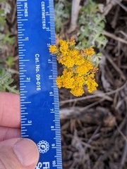Eriophyllum staechadifolium