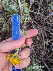 Eriophyllum staechadifolium