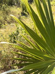Coccothrinax proctorii