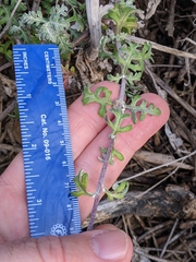 Eriophyllum staechadifolium