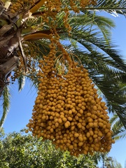 Phoenix canariensis