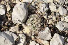 Coryphantha sulcata