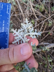 Eriophyllum staechadifolium