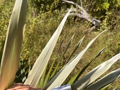 Coccothrinax proctorii