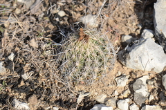 Coryphantha sulcata