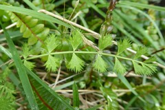 Anisotome aromatica