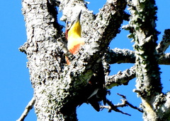 Melanerpes flavifrons