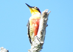 Melanerpes flavifrons