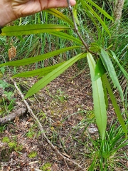 Ixerba brexioides