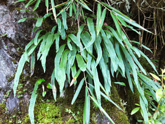 Lepisorus morrisonensis