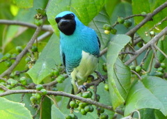 Tersina viridis