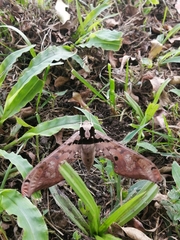 Adhemarius gannascus