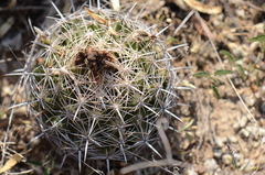Coryphantha sulcata