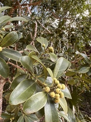Canella winterana