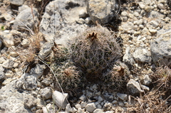 Coryphantha sulcata