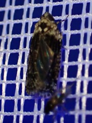 Achilidae