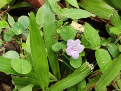 Ruellia repens