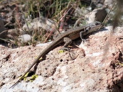 Sceloporus parvus
