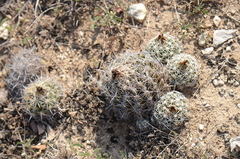 Coryphantha sulcata