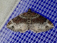 Xanthorhoe