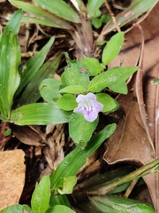 Ruellia repens