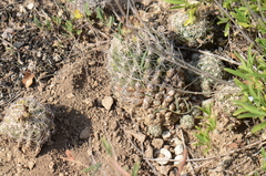 Coryphantha sulcata