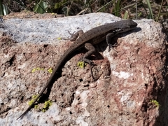 Sceloporus parvus