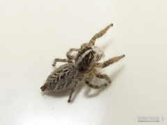 Trydarssus pantherinus