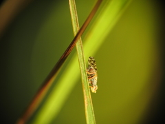 Dioxyna picciola