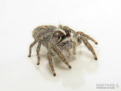 Trydarssus pantherinus