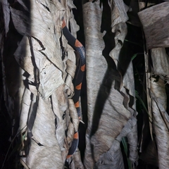 Oxyrhopus petolarius