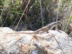 Sceloporus parvus