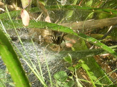 Aglaoctenus lagotis