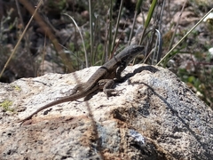 Sceloporus parvus