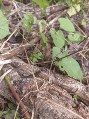 Lepidoblepharis sanctaemartae