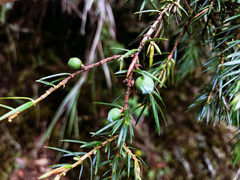 Juniperus formosana