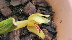 Maxillaria rufescens