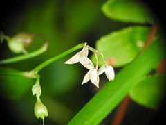 Murdannia nudiflora