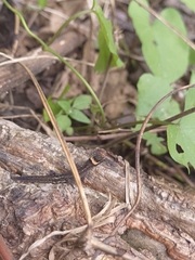 Lepidoblepharis sanctaemartae