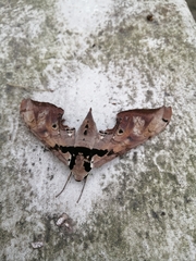 Adhemarius gannascus